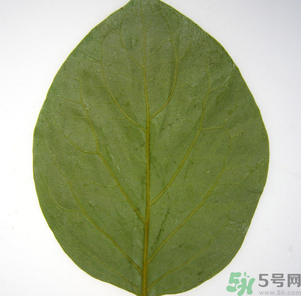 柿子葉能治糖尿病嗎？柿子葉茶能降血糖嗎？
