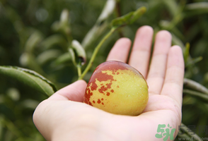 坐月子可以吃鮮棗嗎？產(chǎn)婦可以吃鮮棗嗎？