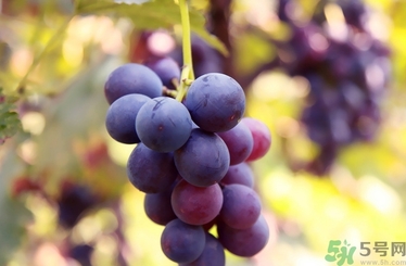 葡萄酒保質(zhì)期是多久？葡萄酒過(guò)期了能喝嗎？