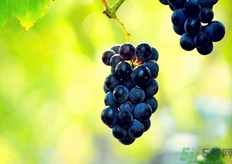葡萄酒保質(zhì)期是多久？葡萄酒過(guò)期了能喝嗎？
