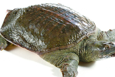 喝甲魚血能治陽(yáng)痿嗎？甲魚血能喝嗎？