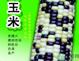 彩色玉米是轉(zhuǎn)基因嗎？彩色玉米能吃嗎？