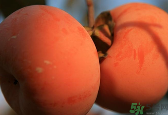 大柿子不能和什么同吃？大柿子和什么食物相克？