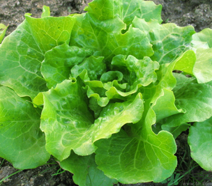 十月份種什么蔬菜？十月份適合種什么蔬菜？