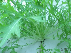 十月份種什么蔬菜？十月份適合種什么蔬菜？