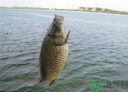 秋天釣魚用什么餌料？秋季釣魚用什么餌料好？