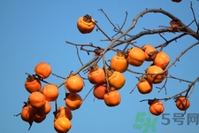 脆柿子哪個季節(jié)的？脆柿子什么時候吃最好？