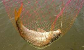 秋天釣鯉魚用什么餌料？秋天釣鯉魚餌料配方