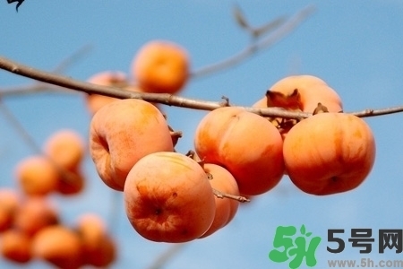 脆柿子是怎么做好吃？脆柿子的制作方法