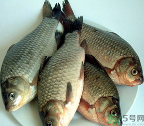 秋天釣鯽魚用什么餌料？秋天釣鯽魚用什么味餌？