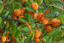 坐月子能吃脆柿子嗎？脯乳期可以吃脆柿子嗎？