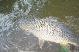 秋天釣魚用腥還是香？秋天釣魚用什么味型餌料？
