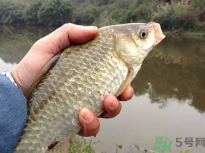 十月份釣鯽魚用什么餌？十月份釣鯽魚用什么餌料好？