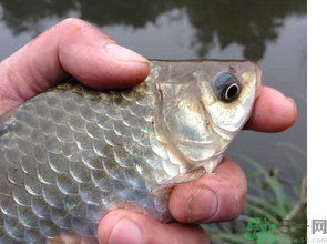 十月份釣鯽魚用什么餌？十月份釣鯽魚用什么餌料好？