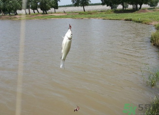 秋天釣魚(yú)深水還是淺水？秋天釣魚(yú)釣深水還是淺水？