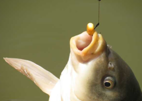 秋天釣魚用什么小藥？秋天釣魚小藥搭配