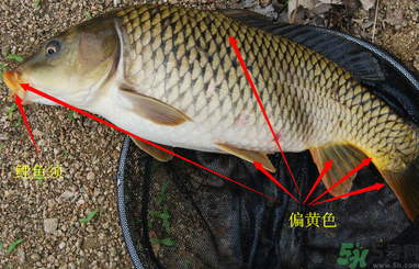 秋天釣鯉魚用什么小藥？秋天黑坑釣鯉魚用什么小藥？