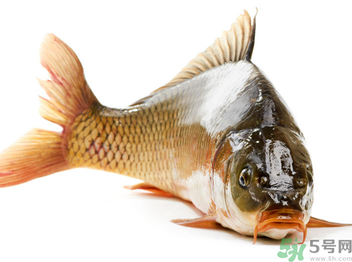 秋天釣鯉魚用什么小藥？秋天黑坑釣鯉魚用什么小藥？