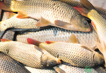 秋天釣鯉魚用什么小藥？秋天黑坑釣鯉魚用什么小藥？