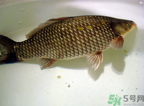 秋天黑坑釣鯽魚用什么餌料？秋天黑坑釣鯽魚餌料配方