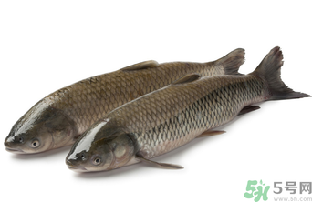 十月份草魚好釣嗎？十月份怎么釣草魚？