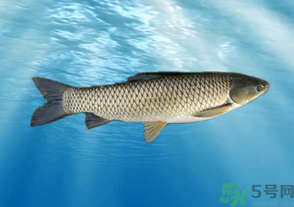 十月份草魚好釣嗎？十月份怎么釣草魚？