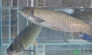 十月份草魚好釣嗎？十月份怎么釣草魚？