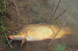 十月份可以釣鯉魚嗎？十月份釣鯉魚用什么餌？