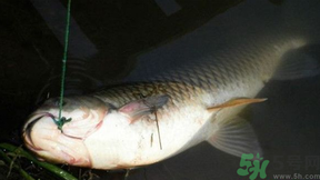 十月份可以釣鯉魚嗎？十月份釣鯉魚用什么餌？