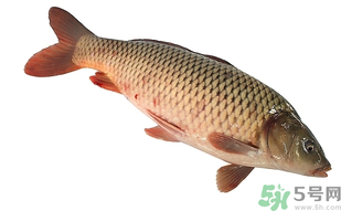 十月份可以釣鯉魚嗎？十月份釣鯉魚用什么餌？