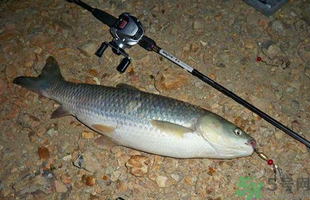 秋天釣草魚用什么餌？秋季釣草魚用什么餌最好？ 