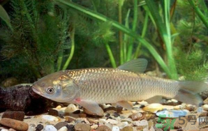 秋天釣草魚用什么餌？秋季釣草魚用什么餌最好？ 