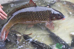 用玉米粒怎么釣鯉魚？玉米粒怎么泡制釣魚餌料？