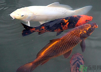 用玉米粒怎么釣鯉魚？玉米粒怎么泡制釣魚餌料？