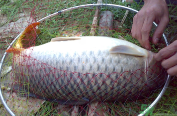 用玉米粒怎么釣鯉魚？玉米粒怎么泡制釣魚餌料？
