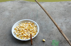 玉米粒怎么釣魚？怎么用玉米粒釣魚？