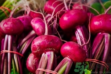 甜菜是甜的嗎？甜菜到底是不是甜的？