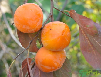 黃柿子和紅柿子有什么區(qū)別？紅柿子和黃柿子哪個好？