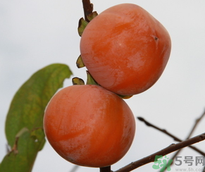 黃柿子和紅柿子有什么區(qū)別？紅柿子和黃柿子哪個好？