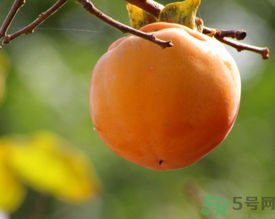 黃柿子和紅柿子有什么區(qū)別？紅柿子和黃柿子哪個好？