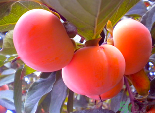 黃柿子和紅柿子有什么區(qū)別？紅柿子和黃柿子哪個好？