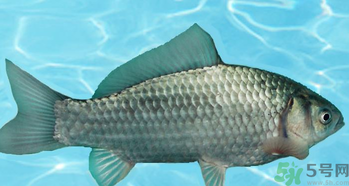 釣的魚在家怎么養(yǎng)活？釣的魚怎么保持不死？