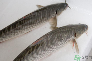 釣的魚在家怎么養(yǎng)活？釣的魚怎么保持不死？