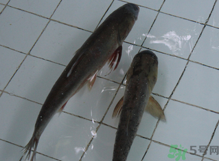 釣的魚在家怎么養(yǎng)活？釣的魚怎么保持不死？