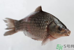 釣的魚死了還能吃嗎？釣的魚死了怎么處理？