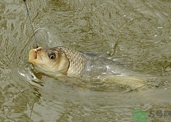 釣的魚死了還能吃嗎？釣的魚死了怎么處理？