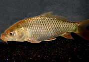 用玉米粒怎么釣鯉魚？玉米粒怎么泡制釣魚餌料？