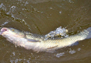 秋天釣草魚(yú)用什么餌？秋季釣草魚(yú)用什么餌最好？