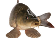 十月份草魚(yú)好釣嗎？十月份怎么釣草魚(yú)？