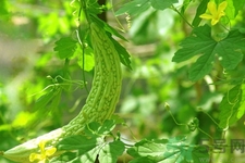 喝苦瓜能減肥嗎？喝苦瓜茶減肥效果怎么樣？